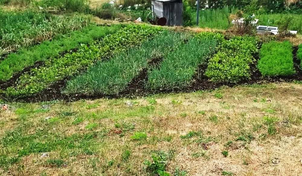 Biv&scaron;i radnik FEP-a uzgojem bijelog luka stvorio siguran izvor prihoda