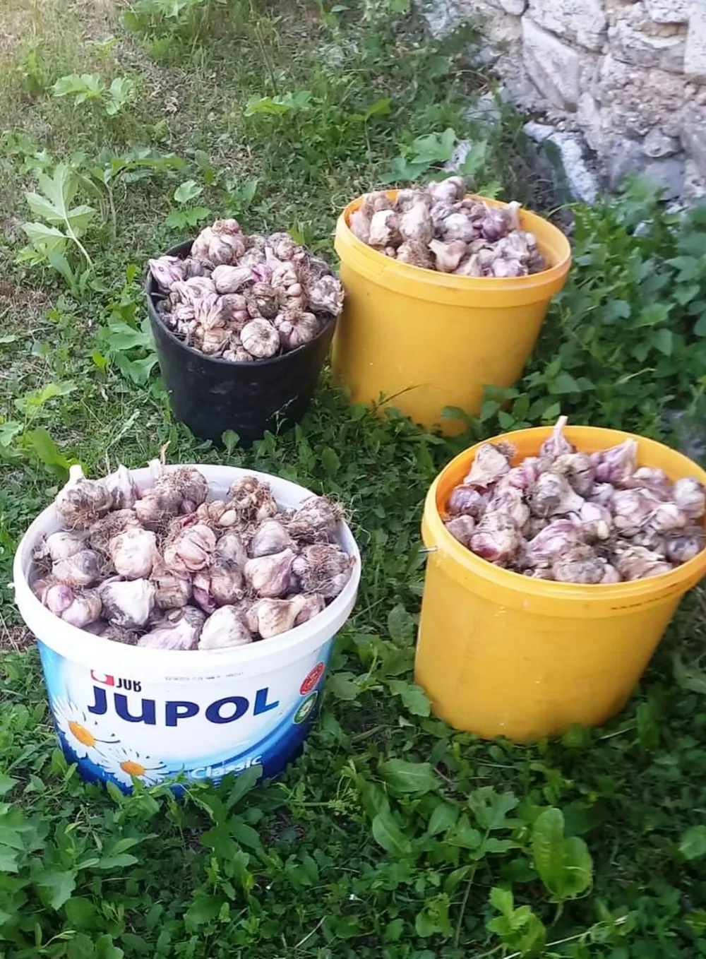 Biv&scaron;i radnik FEP-a uzgojem bijelog luka stvorio siguran izvor prihoda
