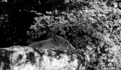 Horor u Zoo vrtu u Zagrebu: Lav napao i usmrtio lavicu