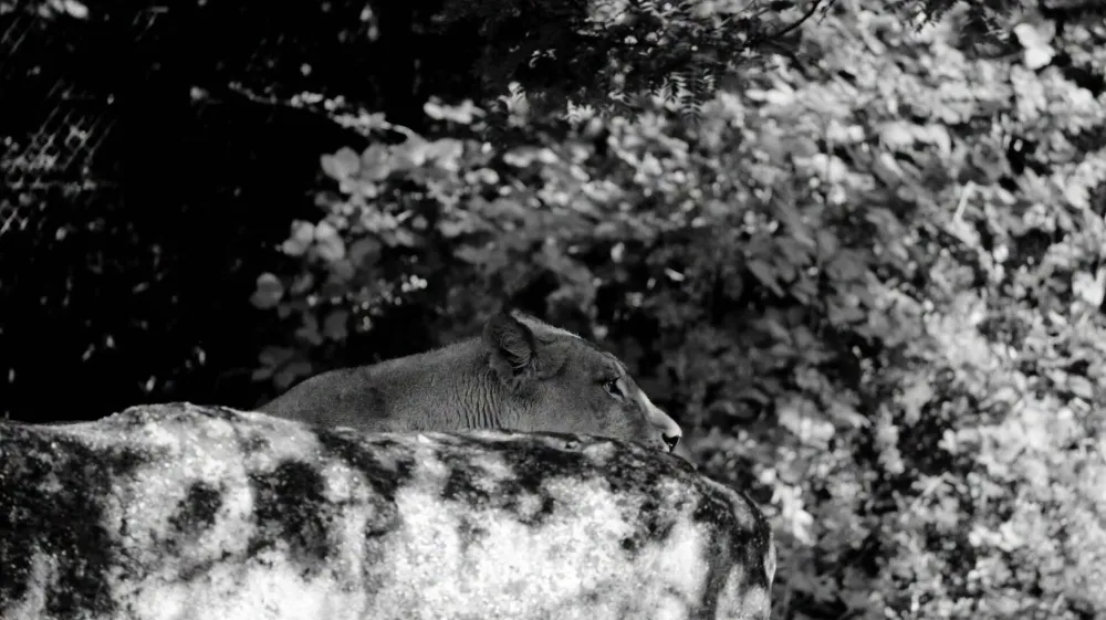 Horor u Zoo vrtu u Zagrebu: Lav napao i usmrtio lavicu