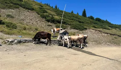 Stočari iz Andrijevice nezadovoljni: Od obećanja o mljekari ostala samo prazna priča
