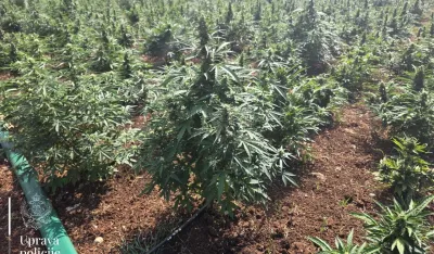 Sve je stalo, samo marihuana raste