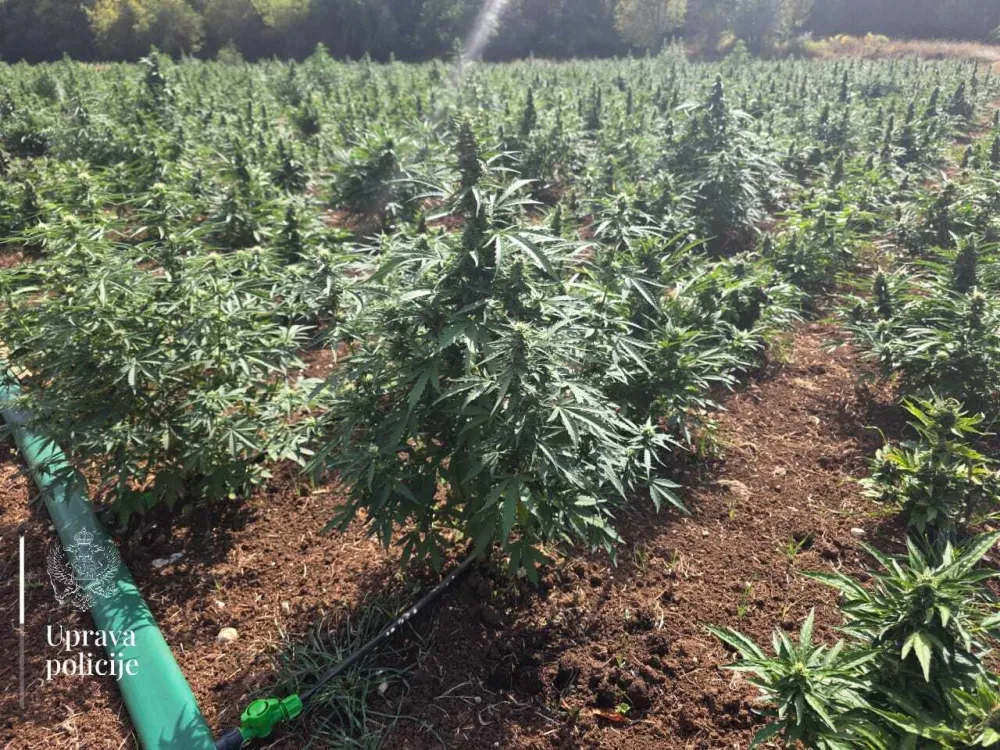Sve je stalo, samo marihuana raste
