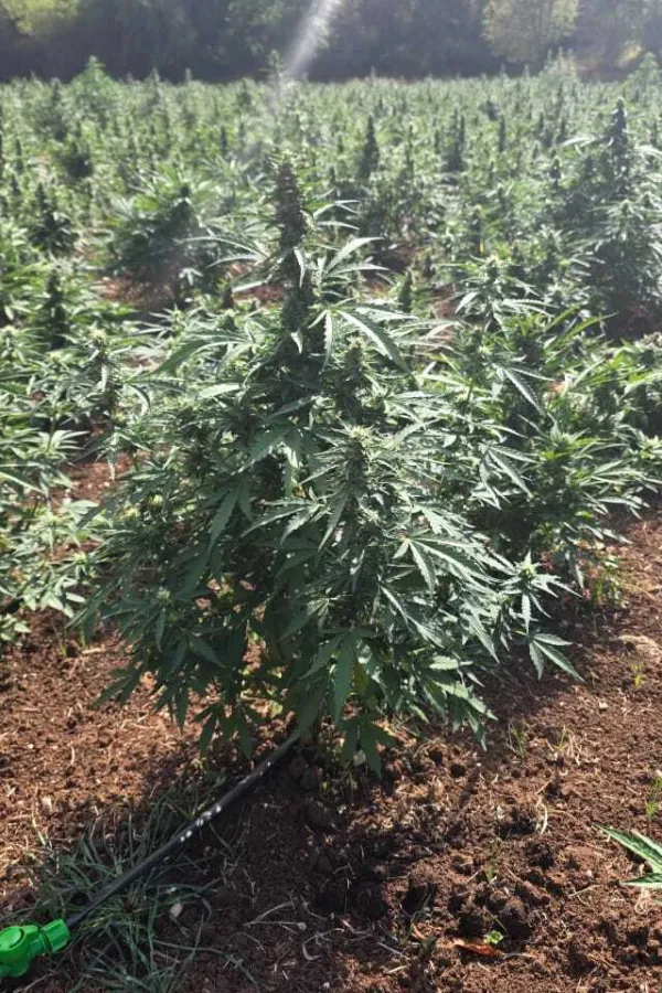 Sve je stalo, samo marihuana raste