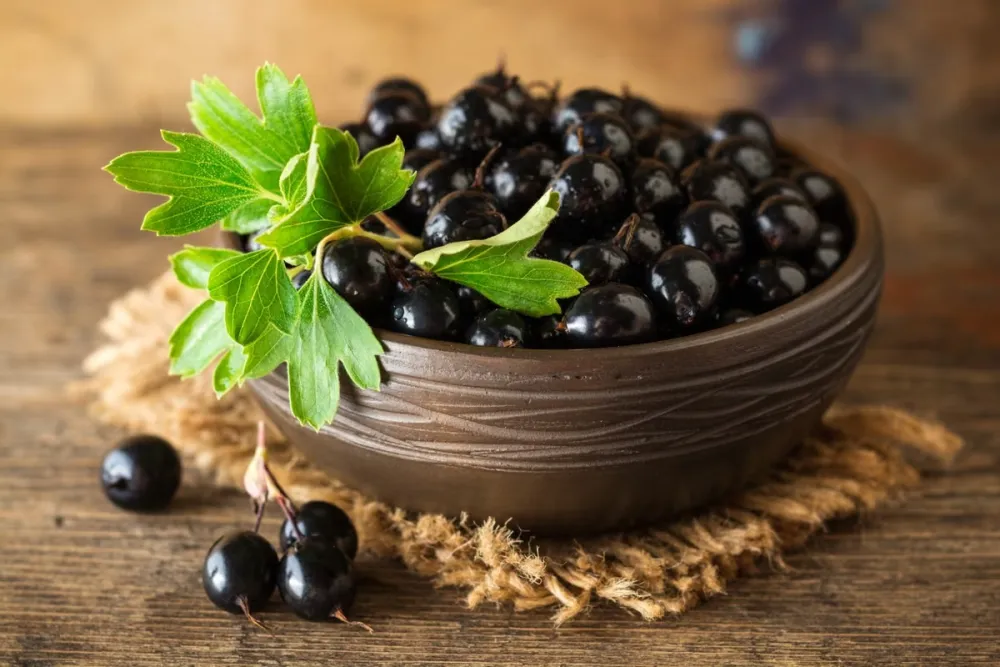 Istraživanja otkrila zanimljiv efekat crne ribizle na metabolizam i krvne sudove