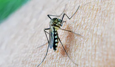 Virus Zapadnog Nila potvrđen u Beogradu
