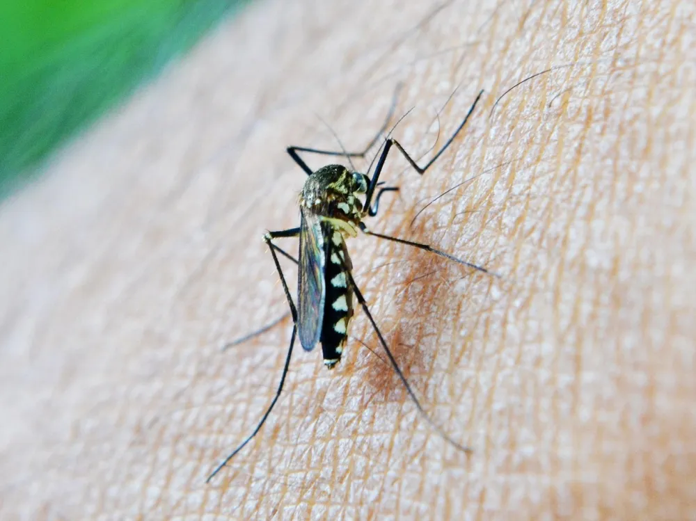 Virus Zapadnog Nila potvrđen u Beogradu