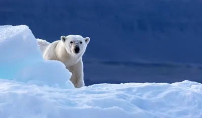 Kažnjen sa 4.500 eura jer je sirenom probudio usnulog polarnog medvjeda