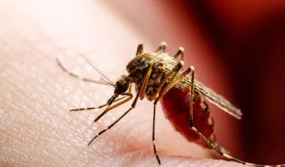 Virus Zapadnog Nila &scaron;iri se Evropom: U Makedoniji petoro mrtvih, u Grčkoj 13