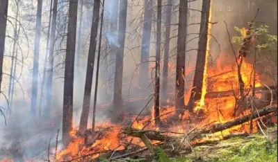 Bijelo Polje: Gori borova &scaron;uma u Stožeru