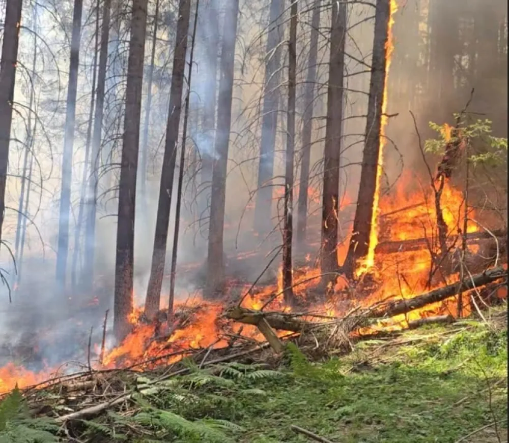 Bijelo Polje: Gori borova &scaron;uma u Stožeru