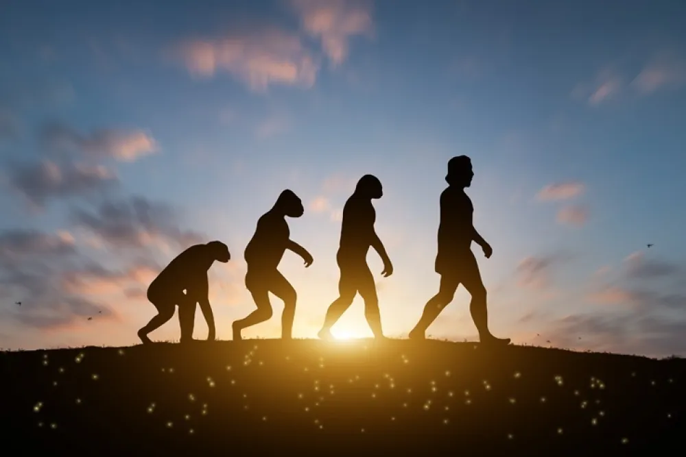 evolucija, ilustracija