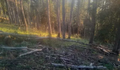 Beranac na Jelovici posjekao 160 kubika tuđe &scaron;ume