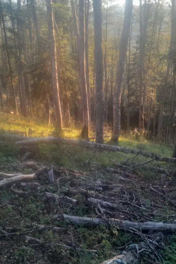 Beranac na Jelovici posjekao 160 kubika tuđe &scaron;ume