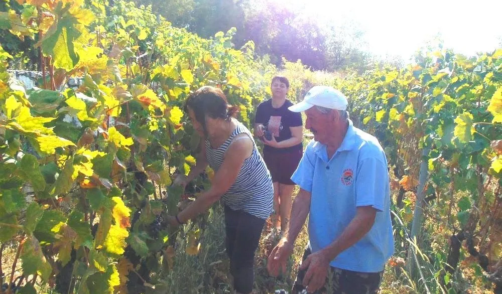 Berba&nbsp;&nbsp;vinograda čuva duh Crmnice