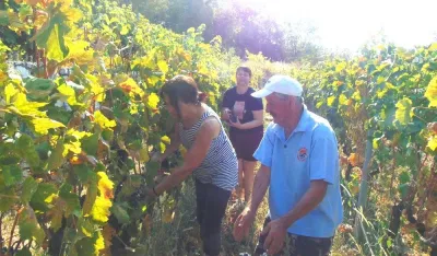 Berba&nbsp;&nbsp;vinograda čuva duh Crmnice