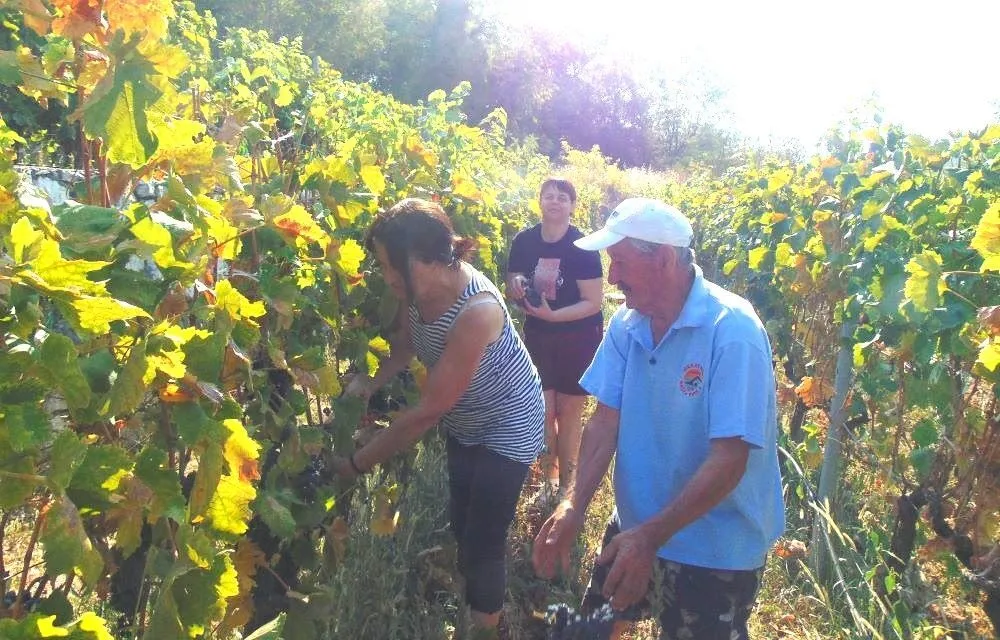 Berba&nbsp;&nbsp;vinograda čuva duh Crmnice