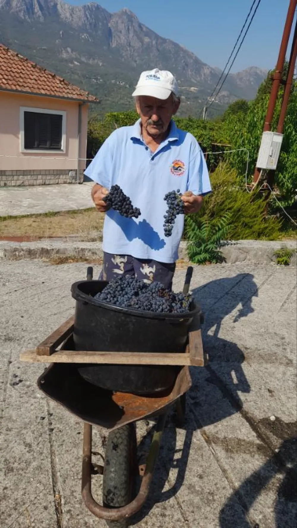 Berba&nbsp;&nbsp;vinograda čuva duh Crmnice