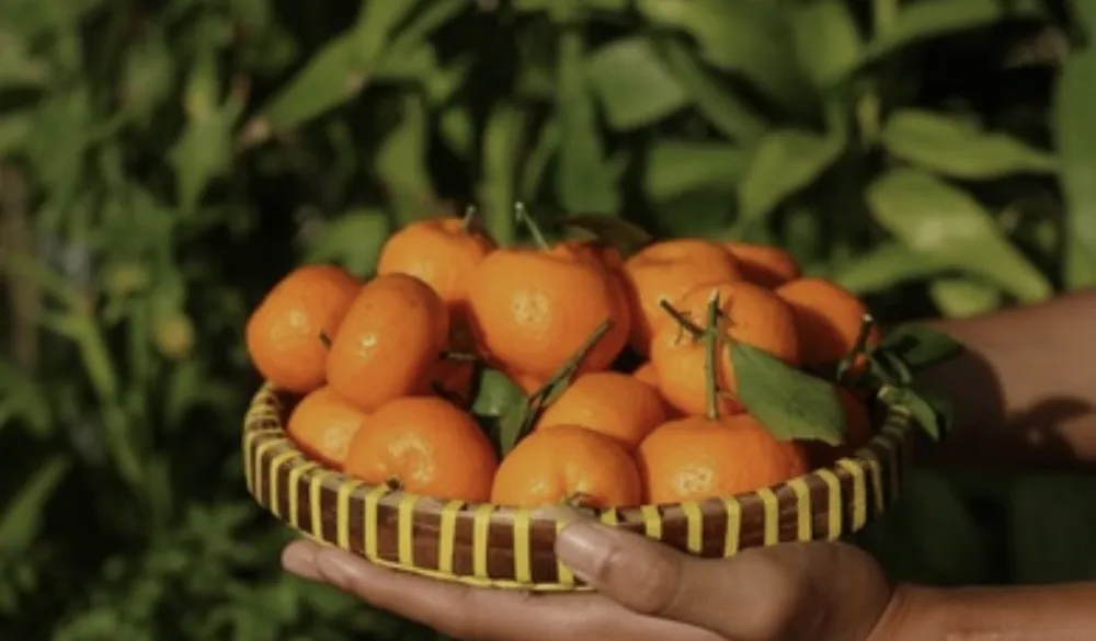 Mandarine su prava riznica zdravlja, ali s njima ne treba pretjerivati