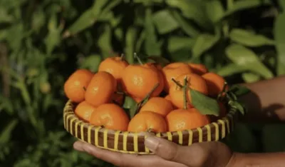 Mandarine su prava riznica zdravlja, ali s njima ne treba pretjerivati