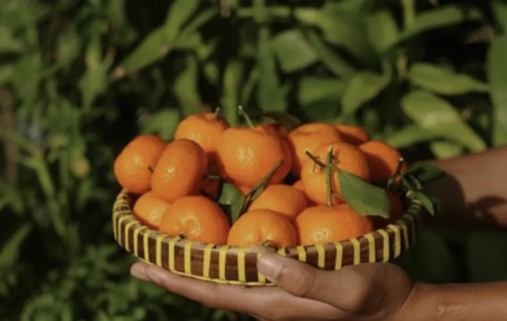 Mandarine su prava riznica zdravlja, ali s njima ne treba pretjerivati